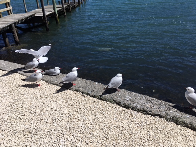 アカロアの港にいるカモメたち