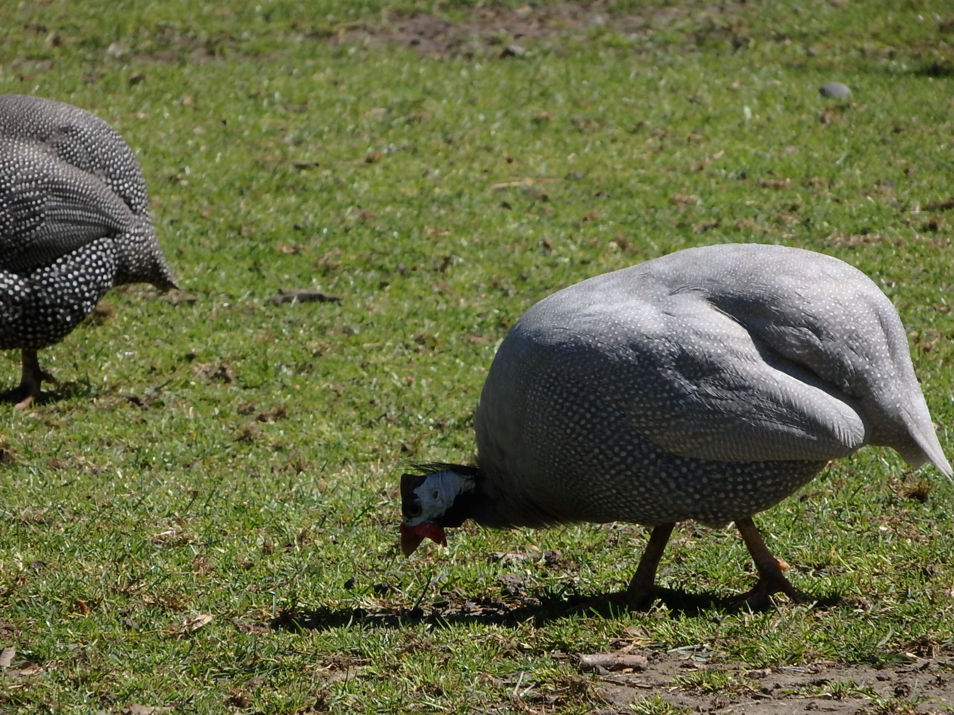 ウィロウバンク動物公園