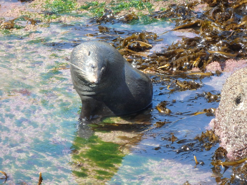 水浴びをするオットセイ