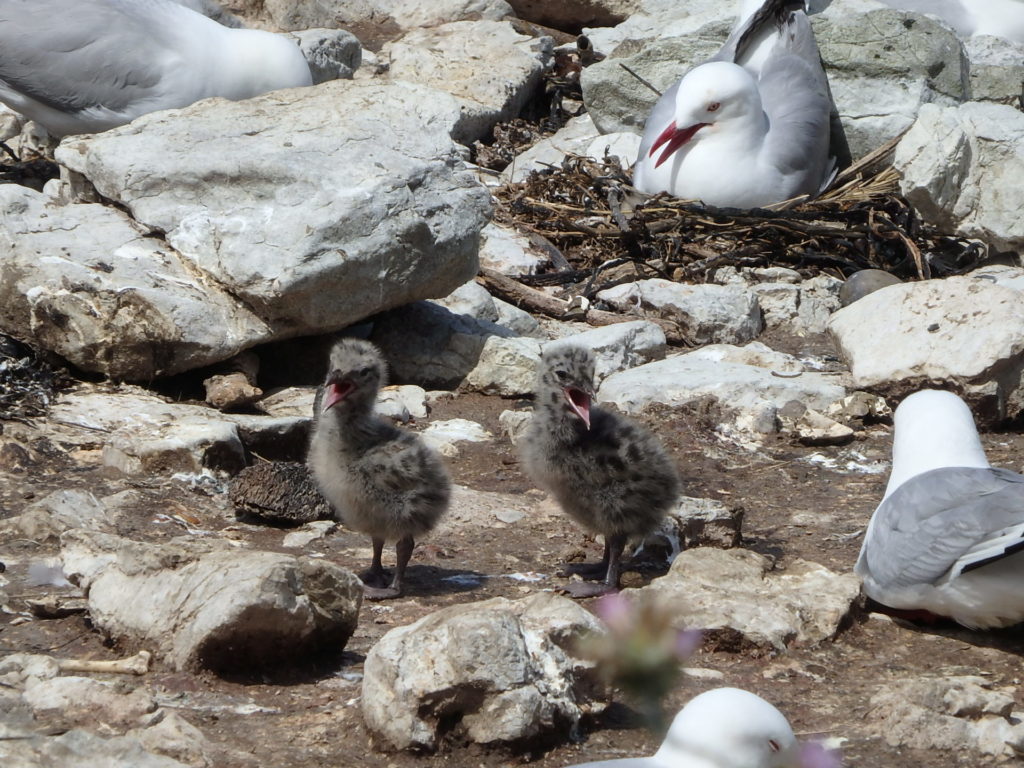 カモメの雛鳥が鳴く様子