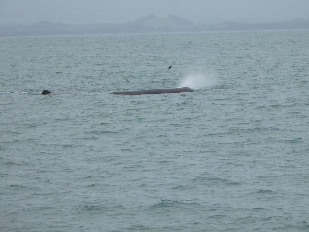 潮を吹くクジラの様子