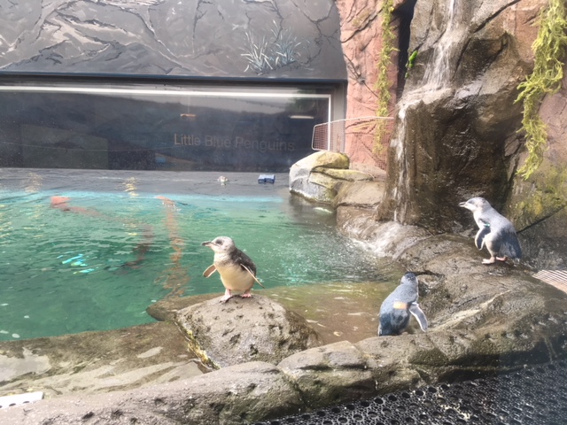 ブルーペンギン