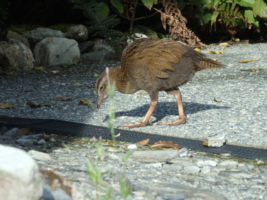 ウェカの写真